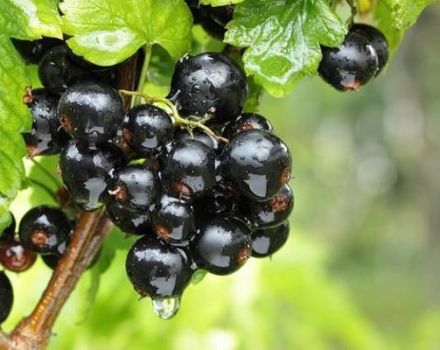 Comment nourrir les raisins de Corinthe en automne, au printemps et en été pour une meilleure récolte
