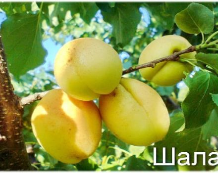 Beschreibung und Eigenschaften der Aprikosensorte Shalakh Pineapple und Tsurupinsky, Ertrag und Anbau