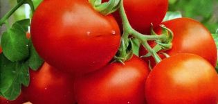 Eigenschaften und Beschreibung der Tomatensorten Polare Frühreifung und Polyarnik, deren Ertrag