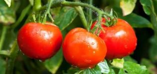 Description of the tomato variety Itself grows, its characteristics and yield