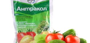 Instructions pour l'utilisation du fongicide Antracol et le mécanisme d'action