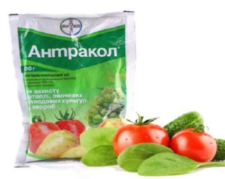 Instructions pour l'utilisation du fongicide Antracol et le mécanisme d'action