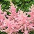 Eigenschaften und Beschreibung der Astilba-Sorten Amerika, Pflanzung und Pflege
