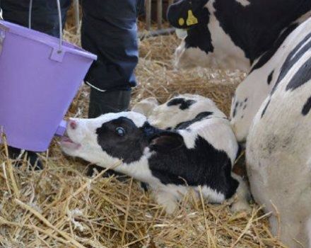 Scheme and rules for feeding newborn calves at home