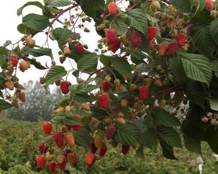 Description des variétés de framboises rouges, les meilleures espèces à gros fruits et remontantes