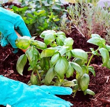 Comment cultiver et entretenir le basilic dans une serre