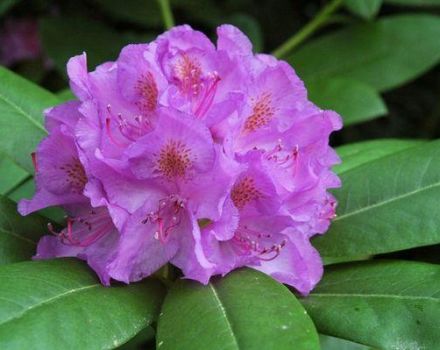 Propriétés médicinales et contre-indications du rhododendron, utilisation en médecine traditionnelle