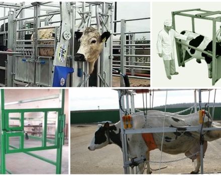 Dessins et dimensions d'une fente pour bétail, comment fabriquer une machine de vos propres mains