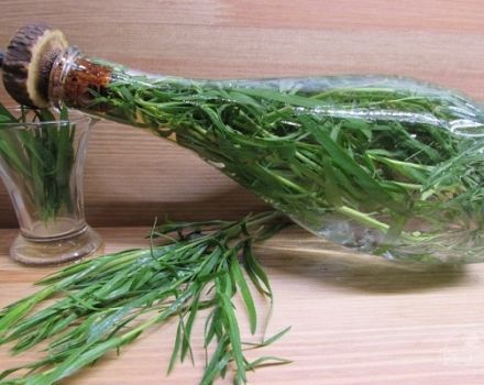 Comment conserver et préparer l'estragon pour l'hiver à la maison, le séchage et la congélation