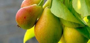 Description and characteristics of the Prosto Maria pear variety, cultivation and pollinators