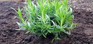 Is it possible to transplant lavender in the fall, when and how best to do it