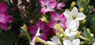 Beschreibung der Sorten von duftendem Rauchtabak, Pflanzen und Pflege auf freiem Feld