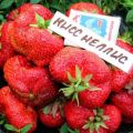 Description et caractéristiques de la variété de fraises Kiss Nellis, culture et reproduction