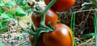Beschreibung und Eigenschaften der Tomatensorte Schokoladenwunder