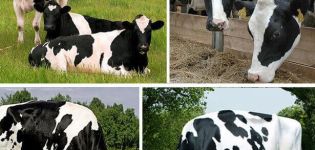 Description et caractéristiques des vaches Holstein, leurs avantages et inconvénients et soins
