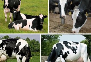 Description et caractéristiques des vaches Holstein, leurs avantages et inconvénients et soins