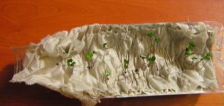 Planting and growing tomatoes in toilet paper