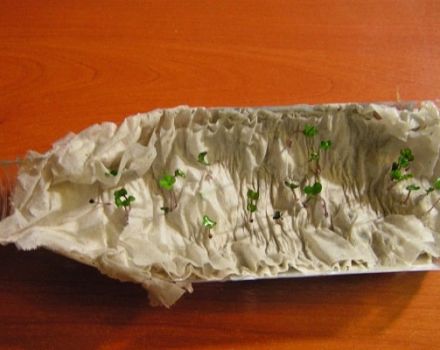 Tomaten in Toilettenpapier pflanzen und anbauen