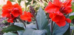 Dosen im Freien pflanzen, anbauen und pflegen