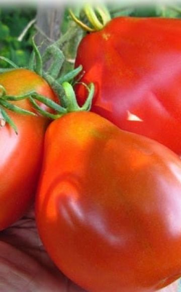 Description de la variété de tomate Épis d'âne, ses caractéristiques et sa productivité