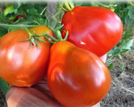 Description de la variété de tomate Épis d'âne, ses caractéristiques et son rendement
