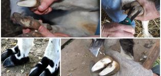 Comment couper correctement les sabots d'une chèvre à la maison et les outils