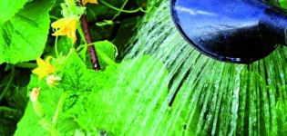 Warum sind die Gurken im Inneren leer und was tun?