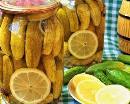 Recettes pour mariner les concombres au citron pour l'hiver