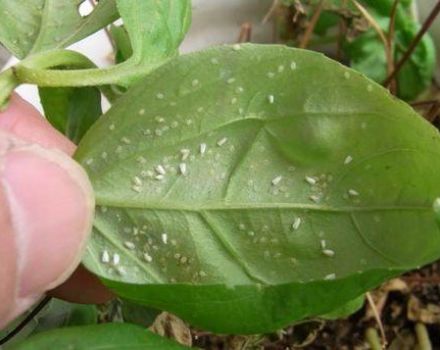 Traitement d'une attaque de tétranyque sur le baume à la maison