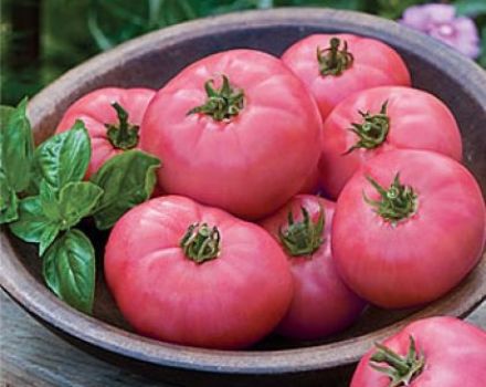 Caractéristiques et description de la variété de tomate Pink miracle, son rendement