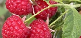 The best varieties of raspberries for growing in the Moscow region, planting agricultural technology and care