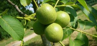 Que peut-on planter sous un noyer