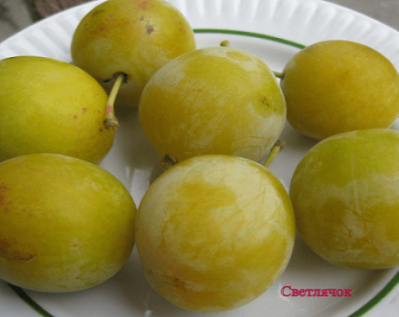 Beschreibung der Pflaumensorte Firefly, Pflanzdaten, Anbau und Pflege