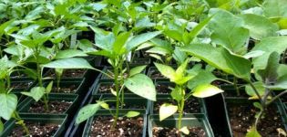 Ursachen und Behandlung von Paprikakrankheiten, wenn Sämlinge Pickel haben und sich die Blätter kräuseln