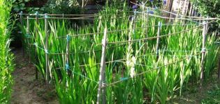 Gründe, warum Gladiolen nicht blühen, Behandlungs- und Präventionsmethoden