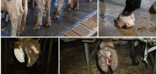 Noms et causes des maladies des sabots chez les vaches, symptômes et traitements