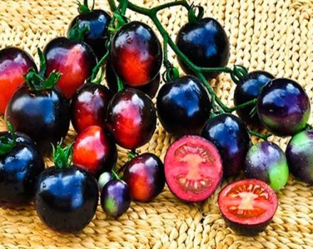 Caractéristiques et description de la variété de tomate Black Grape, son rendement