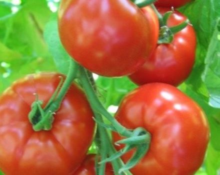 Eigenschaften und Beschreibung der Tomatensorte Khlynovsky