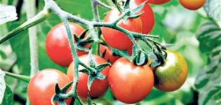 Characteristics and description of the tomato variety King of the Early, its yield