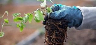 Wie und wann ist es besser, Clematis im Herbst oder Frühjahr an einen neuen Ort zu verpflanzen