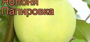 Description et caractéristiques des variétés de pommes Papirovka, avantages et inconvénients, culture