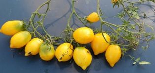 Description de la variété de tomate Citrus Garden et ses caractéristiques