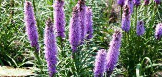 Liatris auf freiem Feld pflanzen, anbauen und pflegen
