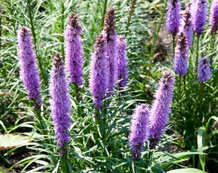 Liatris auf freiem Feld pflanzen, anbauen und pflegen
