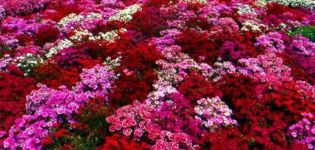 Plantation, entretien et reproduction des saintbrinks en plein champ, description des variétés de fleurs