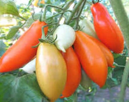  Description de la variété de tomate Palmira, ses caractéristiques et sa productivité