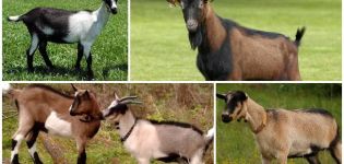Description and characteristics of alpine goats, breeding features