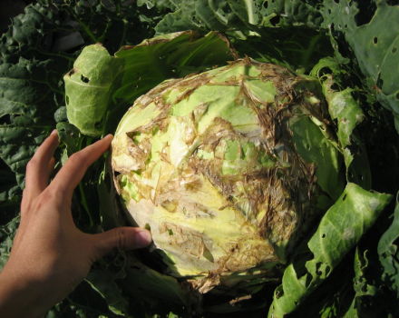 Description des maladies du chou en plein champ, traitement et contrôle de celles-ci