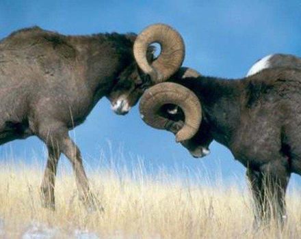 Pourquoi les béliers butent parfois, que faire et comment les sevrer