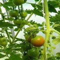 Beschreibung und Eigenschaften der Tomatensorte Lazy Dream